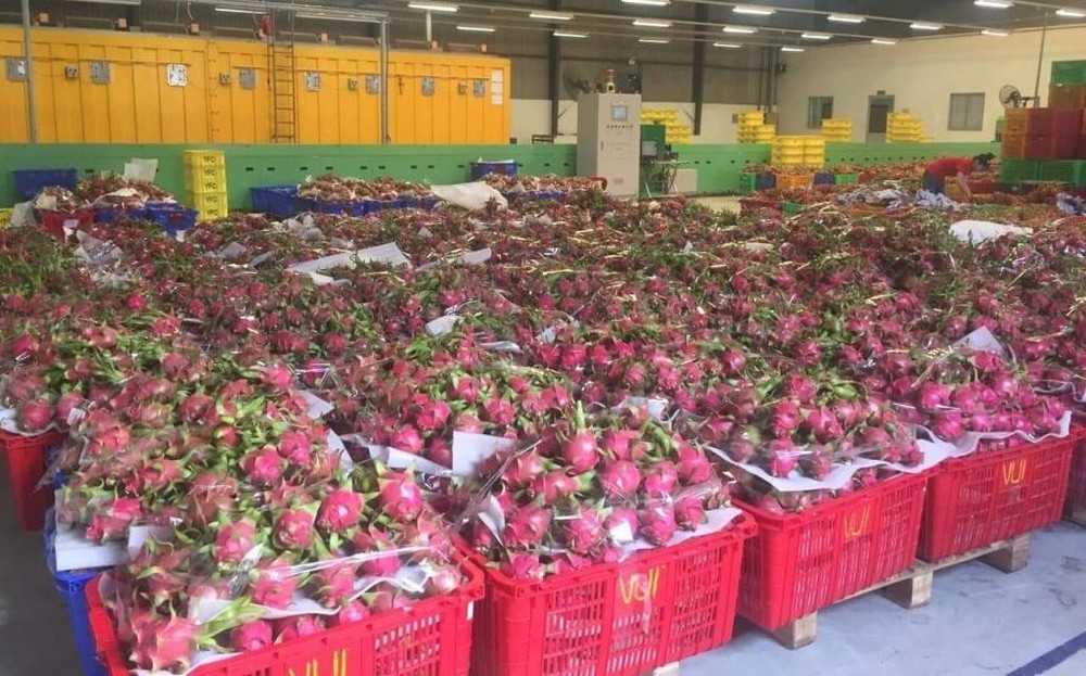 出口火龙果仓库。（图：青玄）