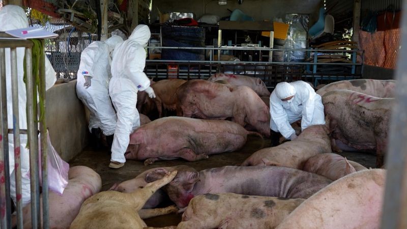 今年前7个月，在全国34个省市中的30个，已爆发650起非洲猪瘟疫情，总共4万3000头猪感染、死亡，必须强制扑杀。（图：诚事）