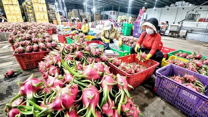 输往欧洲蔬果手续已解决。（图：VGP）