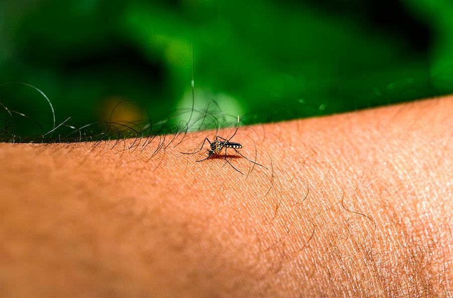 世卫警告基孔肯雅热病毒扩散全球多地。（示意图：互联网）
