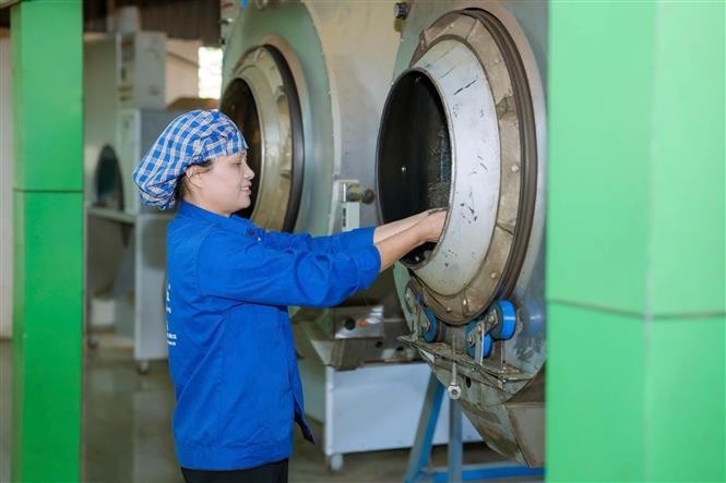 茶人阮氏海在罗平茶叶合作社的茶叶生产车间。（图：越通社）