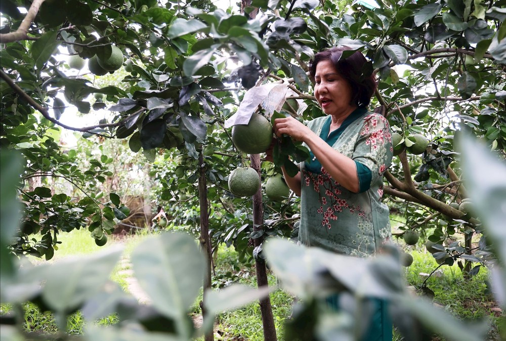 同塔省农业部门动员并鼓励各组织、单位、企业和农民参与以可持续、环保、安全和高质量为标准的生产模式。图自越通社