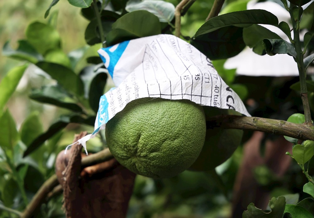 同塔省美湫坊的青皮柚子达到VietGAP标准。图自越通社