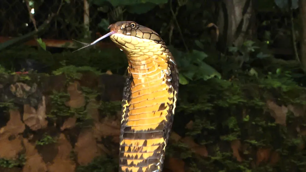 Giải cứu, thả 12 cá thể động vật hoang dã về rừng