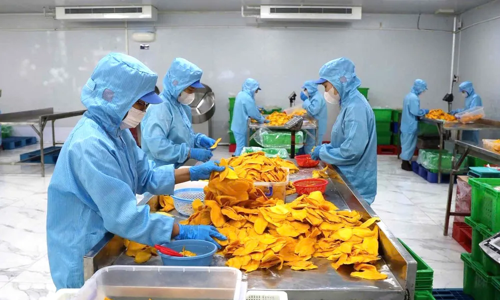 Công nhân sản xuất xoài sấy dẻo tại Công ty TNHH TM chế biến nông sản thực phẩm Tuấn Đạt (TPHCM)
