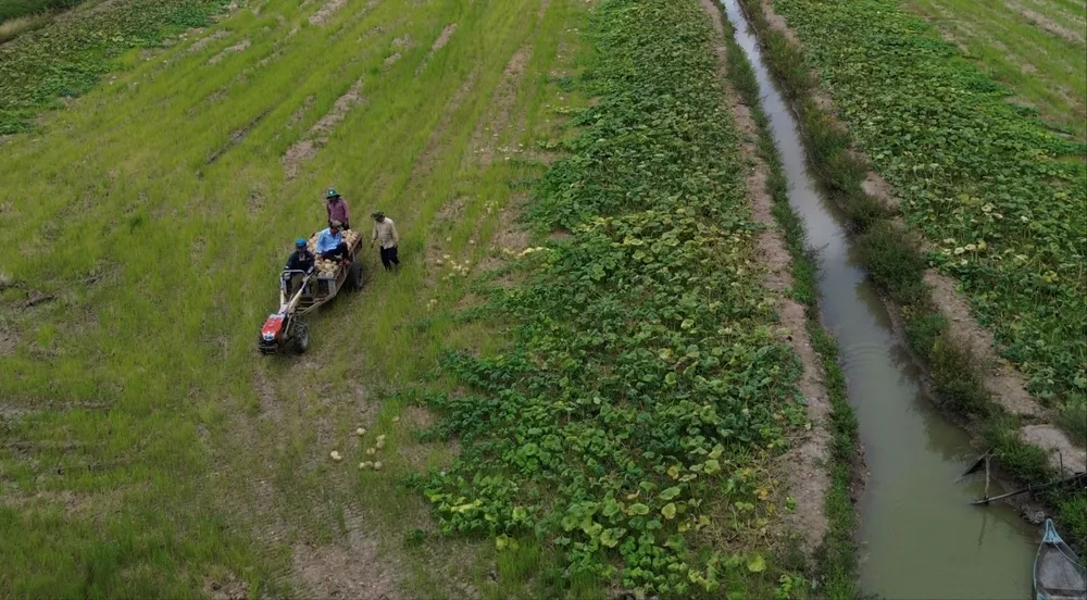 Thu hoach bi do ca mau 1.jpg