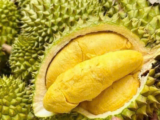 在5月至7月期间，越南新鲜榴莲出口达7745批、约20万7000吨，较前4个月增长超过9倍。图自越通社