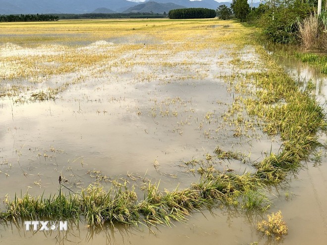 大面积稻田在雨后严重受淹。