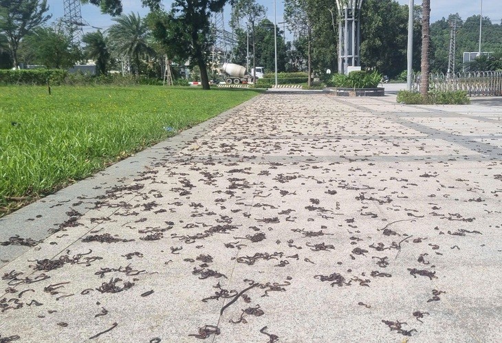 图 : 数千条蚯蚓爬上人行道后成片死亡的异常景象。