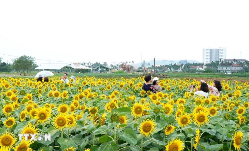广义省安富乡的向日葵花田近日成为“打卡热点”。