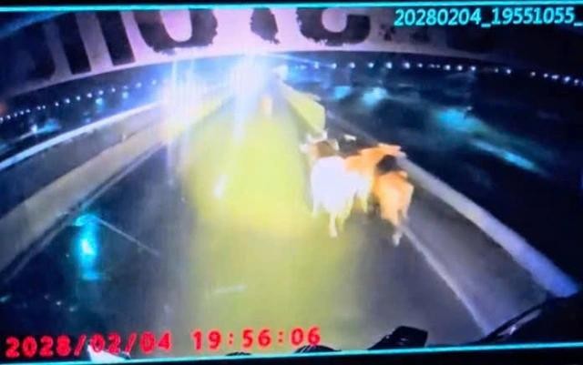 牛群在永好-藩切高速公路车道间惊慌乱跑。图片摘自行车记录仪