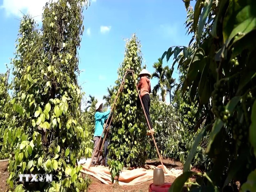 越南胡椒突破每公斤15万元， 2026年产季有望再创出口新高。