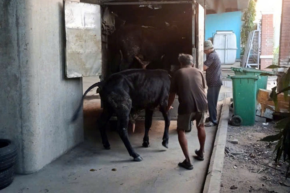  牛主雇用货车将牛群运回家，并承诺不再让牲畜在高速公路上“迷路”。