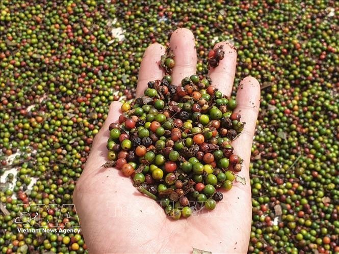 越南胡椒“独占”泰国市场。