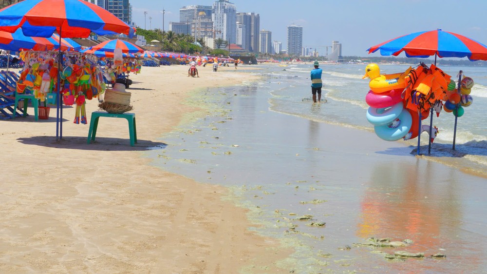 绿色海藻漂浮至头顿海滩。