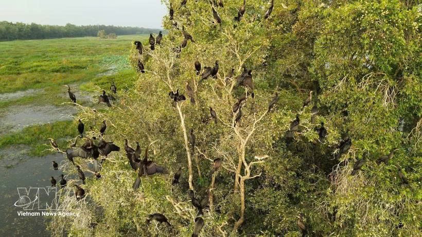 鸟栖是越南第二个拉姆萨尔湿地、世界第2000个拉姆萨尔湿地。