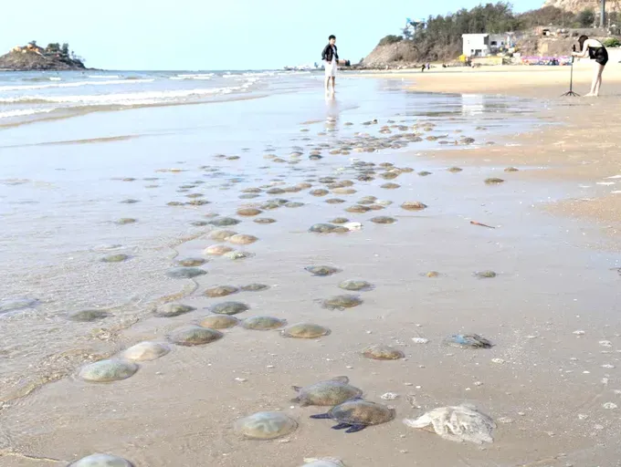头顿海滩上出现大量海毛虫和水母。