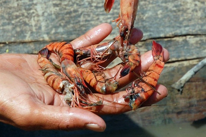 酷热天气导致金瓯省的养殖区出现大规模虾蟹死亡现象。