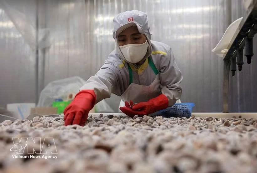 水产出口加工线。