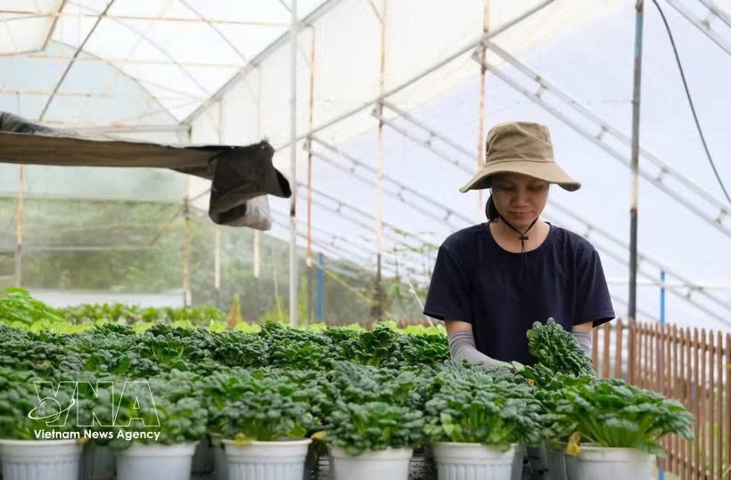 林同省拥有发展良好的高科技农业，生产出许多优质产品。