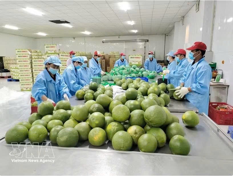 永隆省绿皮柚子包装活动。