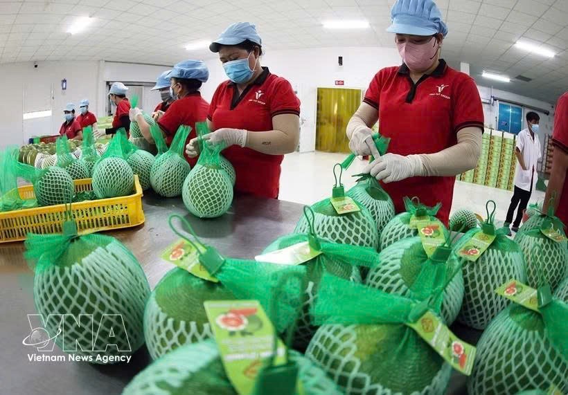 永隆省Vina T&T集团公司工人正在包装红心青皮柚产品，用于出口。