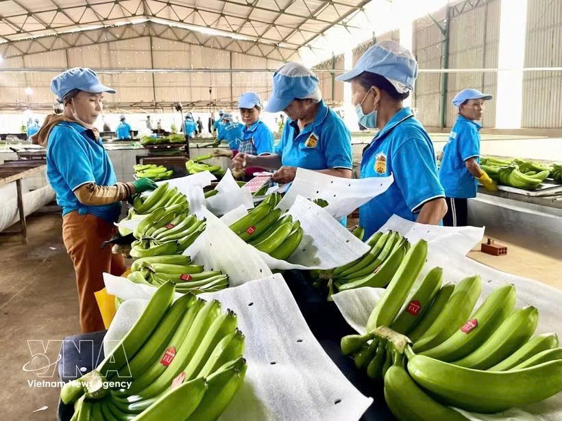 嘉莱省主力农产品进入中国市场的机遇。图自越通社