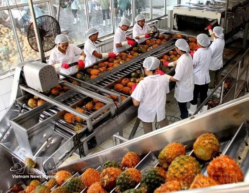 宁平省同交出口食品股份公司的出口菠萝加工活动。图自越通社