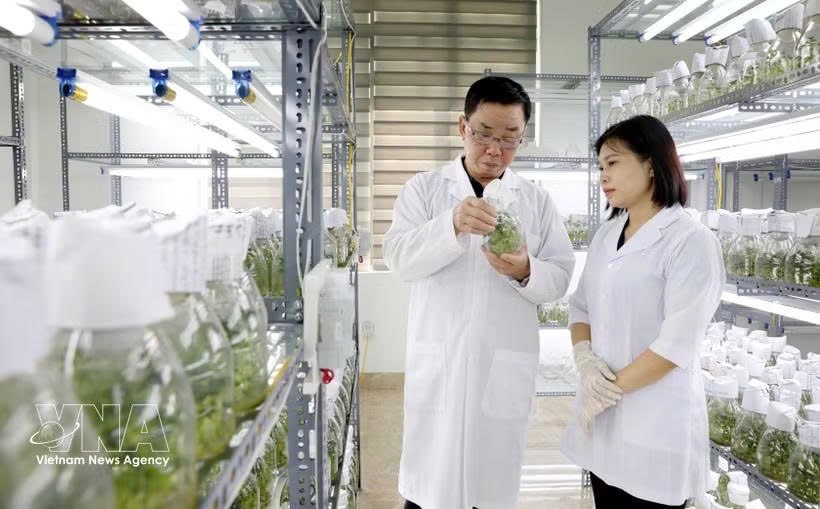 太平种子集团股份公司是越南领先的作物种子企业之一，拥有30种作物的品种权；拥有3家符合国际标准的工厂。图自越通社