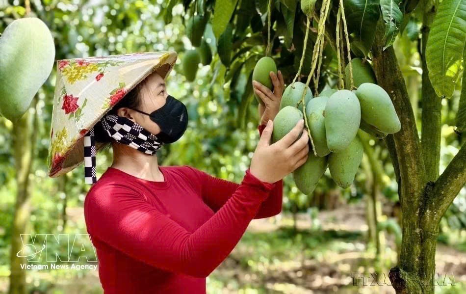doi-tac-chien-luoc-toan-dien-viet-nam-new-zealand-phat-trien-ngay-cang-thuc-chat-hieu-qua-8940047-3.jpg