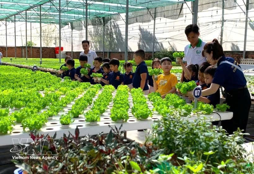附图：在胡志明市端玉农业合作社参观高科技蔬菜种植模式。图自越通社