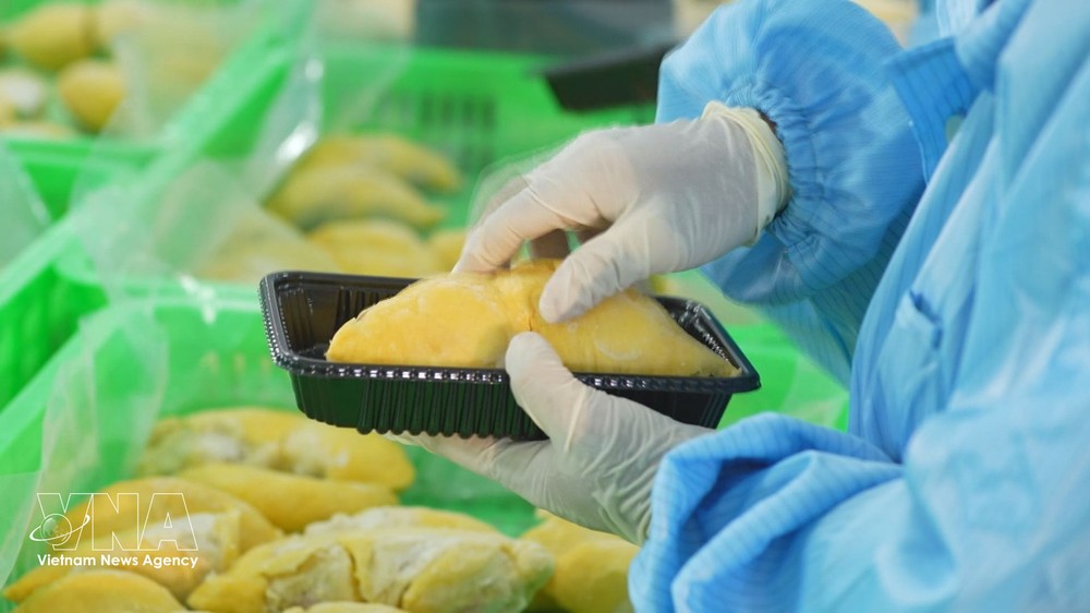 vnanet-sau-rieng-1-copy.jpg