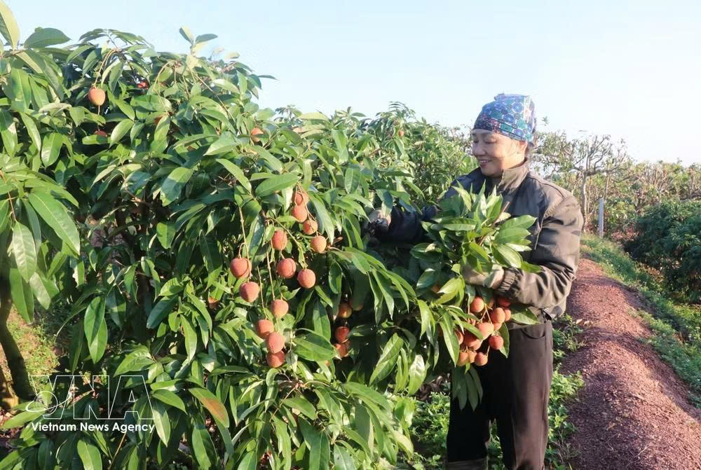 nong-dan-bac-ninh-thu-hoach-hoach-vai-som-anh-ttxvn.jpg
