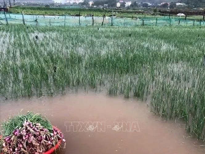 强降雨导致大面积即将收获的紫葱受淹。图:越通社