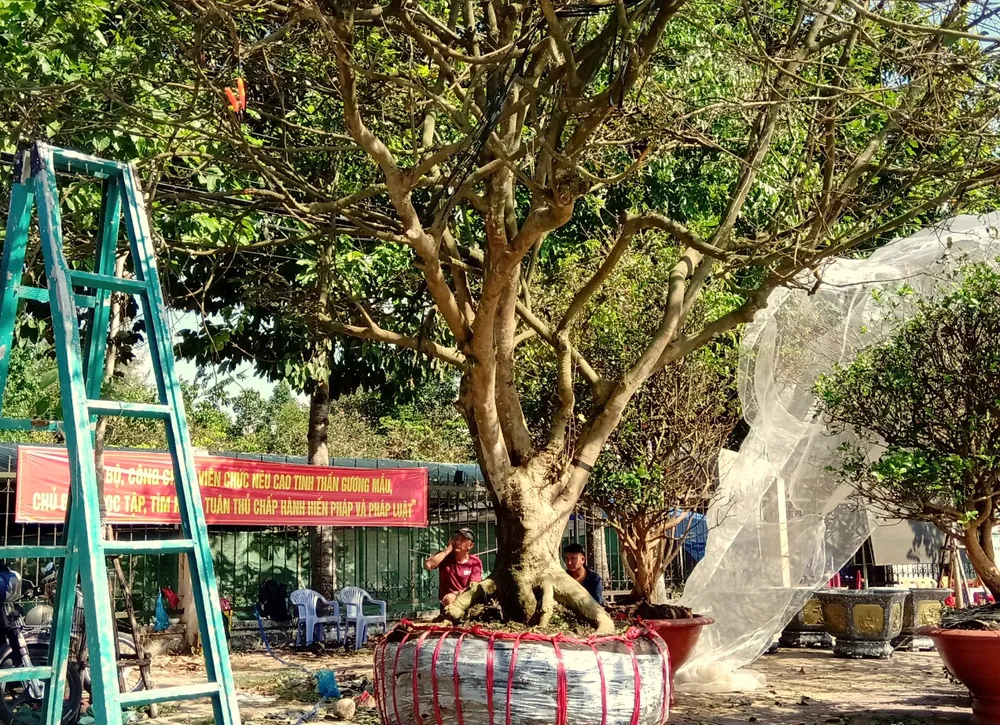 Những “cụ” mai tiền tỷ cập bến Tây Đô ảnh 4