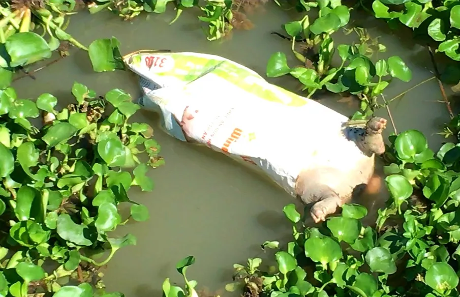 Cần Thơ heo chết hàng loạt nghi do dịch lở mồm long móng ảnh 1