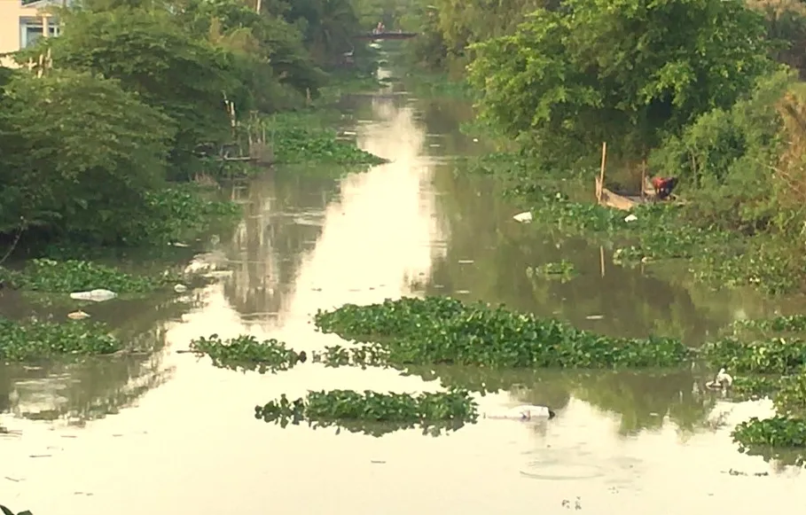 Cần Thơ heo chết hàng loạt nghi do dịch lở mồm long móng ảnh 2