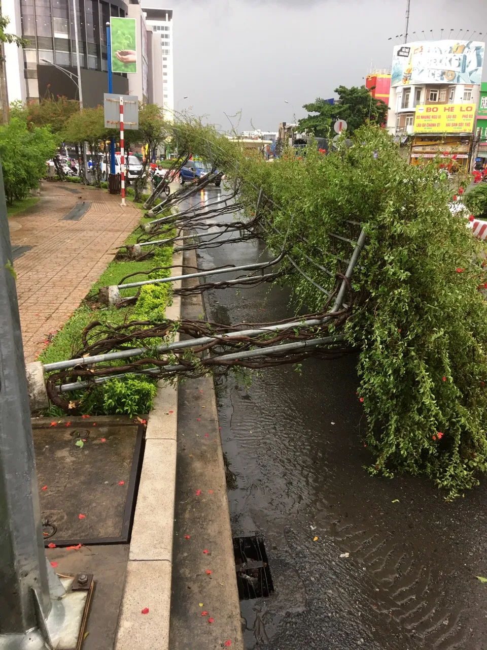 Cần Thơ: Giông lốc quật ngã hàng loạt cây xanh ảnh 4