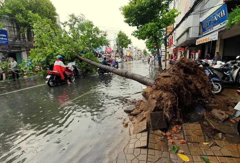 Cần Thơ: Giông lốc quật ngã hàng loạt cây xanh ảnh 1