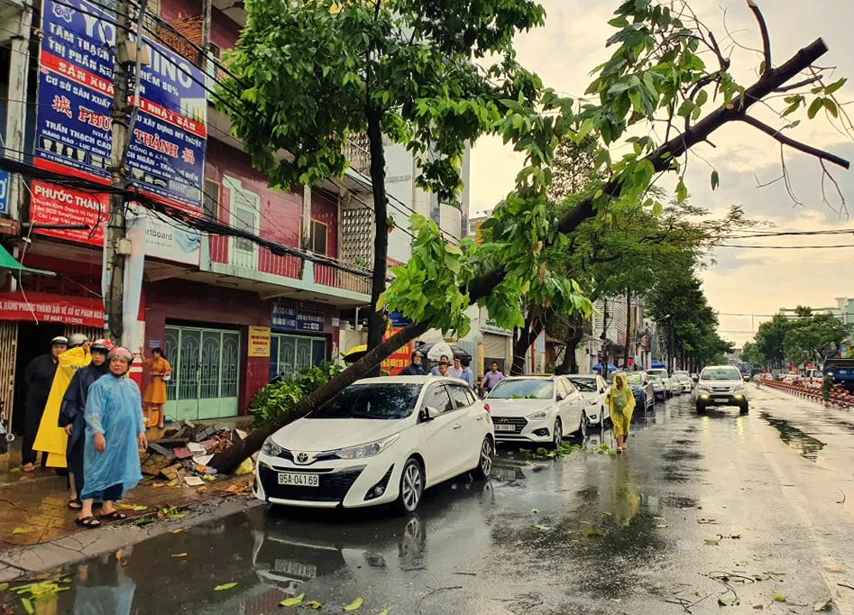 Cần Thơ: Giông lốc quật ngã hàng loạt cây xanh ảnh 2