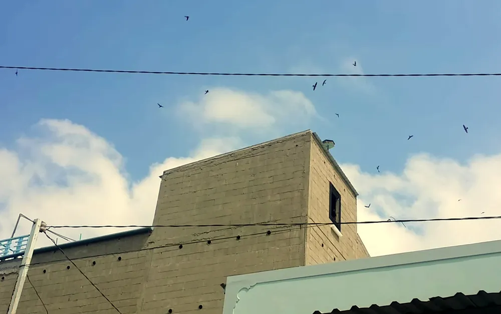 TP Cần Thơ quy định cụ thể khu vực không được chăn nuôi và vùng nuôi chim yến