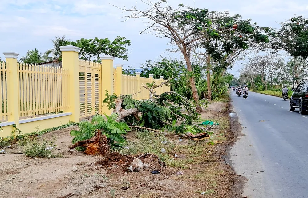 Công ty CP Công trình Đô thị Sóc Trăng lên tiếng về sự cố cây phượng bật gốc, đè chết người ảnh 1