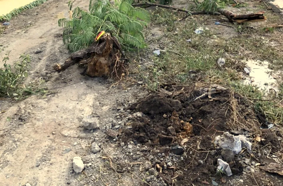 Cây phượng bật gốc đè chết nữ điều dưỡng ảnh 2