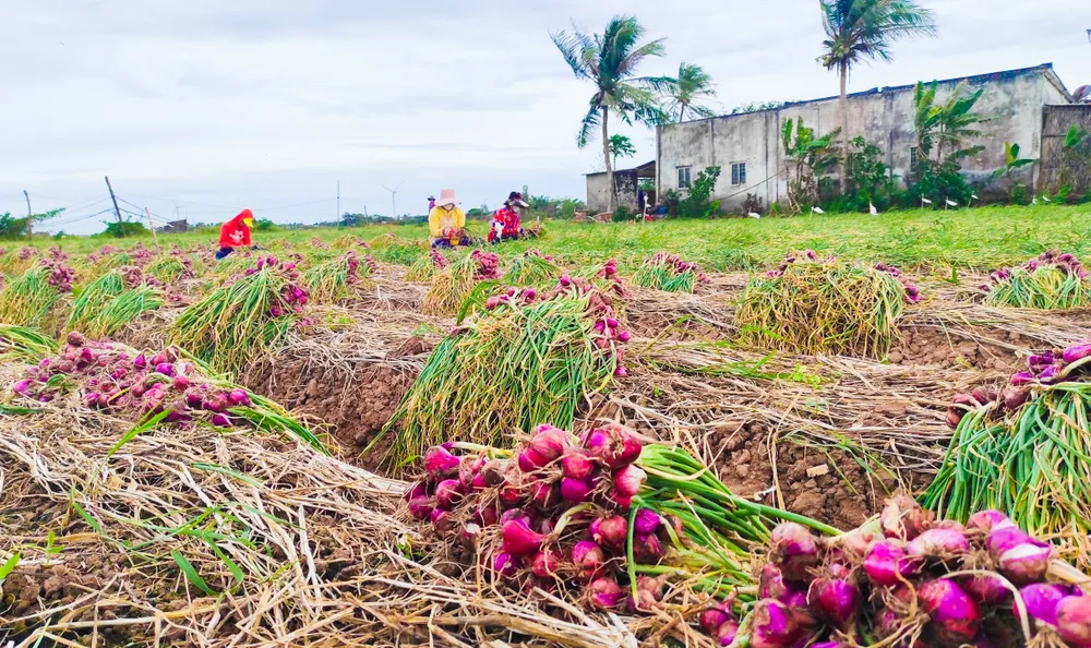 Xứ sở hành tím Vĩnh Châu về đích nông thôn mới ảnh 2