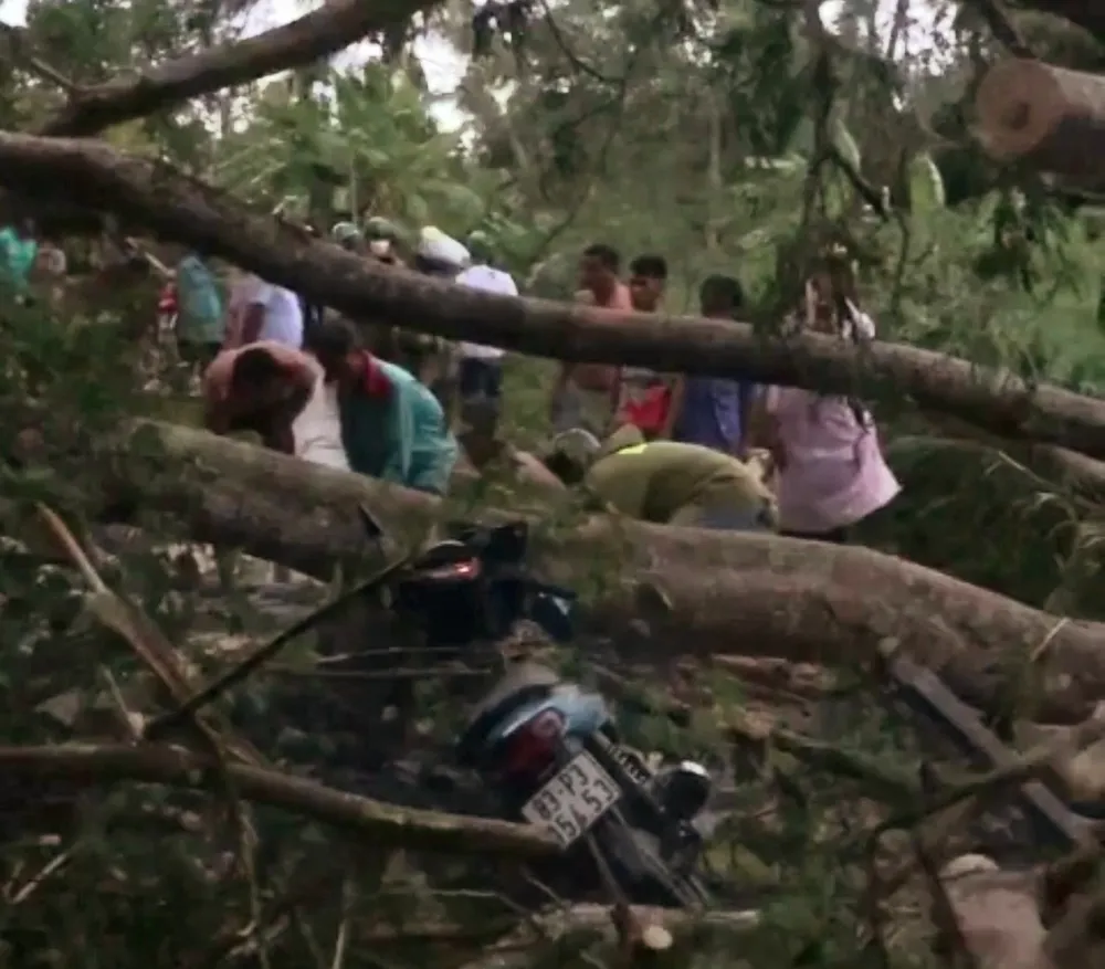 Cây lớn bật gốc đè 2 bà cháu tử vong ảnh 3