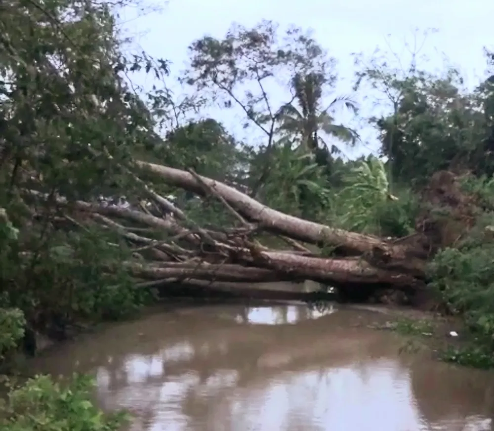 Cây lớn bật gốc đè 2 bà cháu tử vong ảnh 2
