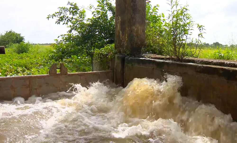 Hệ thống cống thoát nước ở Sóc Trăng được vận hành hết công suất để cứu cánh đồng lúa bị ngập úng