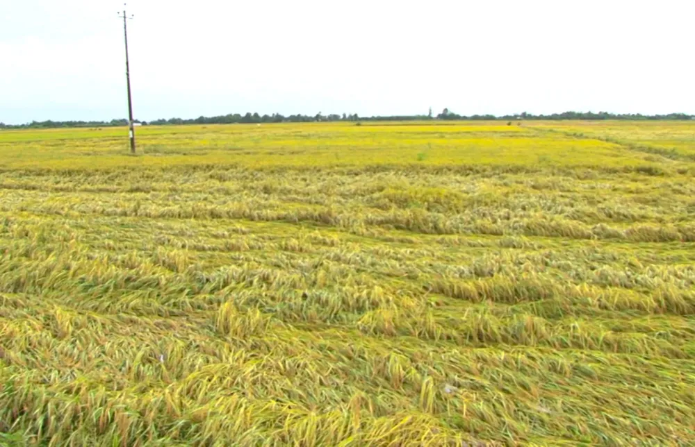 Tại Sóc Trăng, hiện có khoảng 4.000ha lúa đến kỳ thu hoạch đã bị ngã đổ. Trong ảnh, lúa bị ngã đổ hàng loạt ở thị xã Ngã Năm