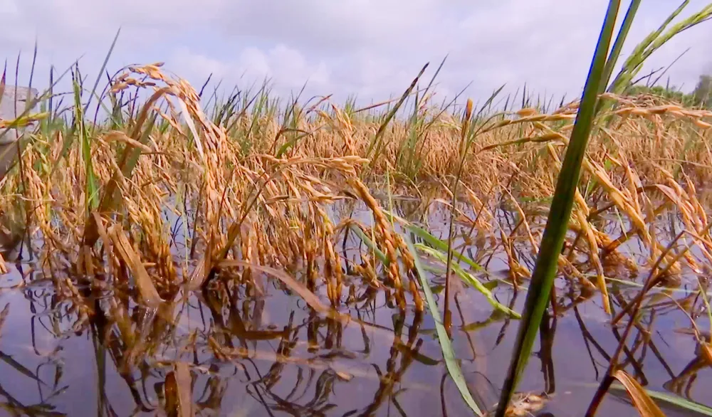Lúa của nông dân Cà Mau bị ngập lâu trong nước dẫn đến giảm năng suất và chất lượng hạt