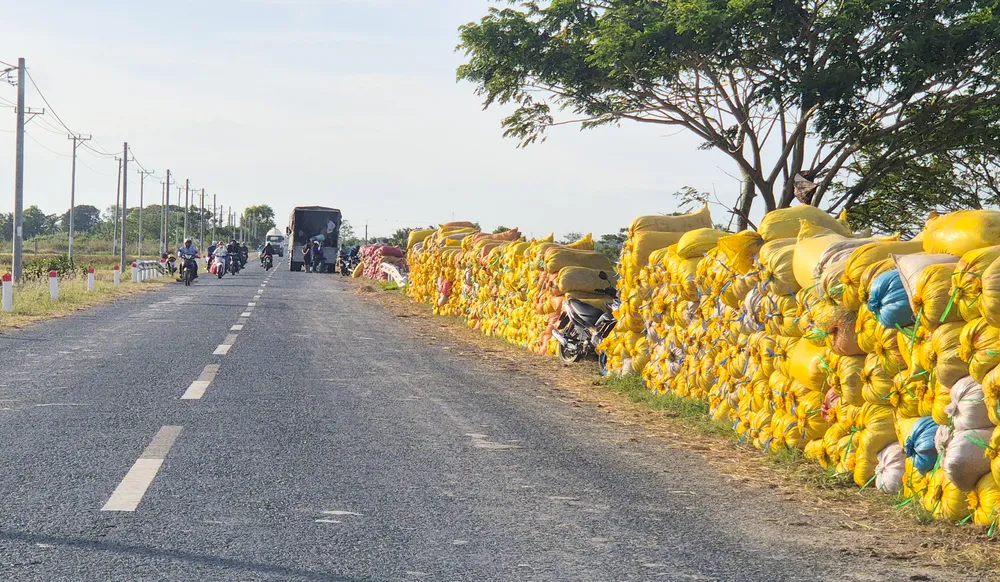 Lúa sau thu hoạch được tập kết trên tỉnh lộ 934B, TP Cần Thơ